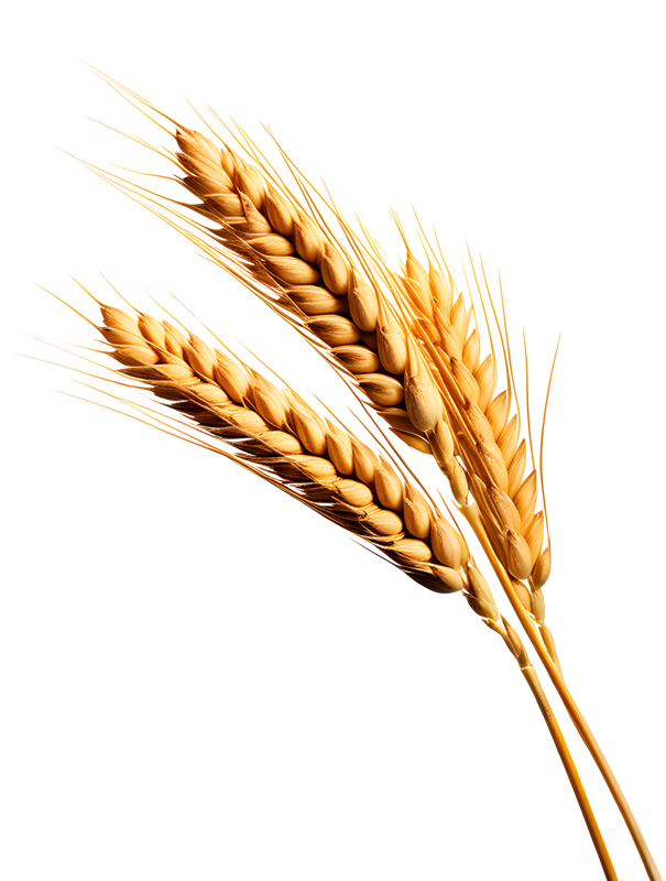 tarım