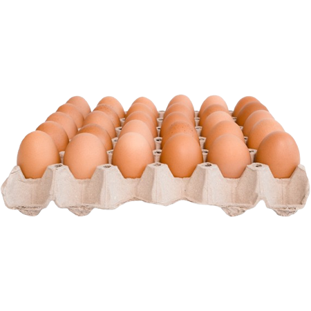 Organik Tavuk Yumurtası